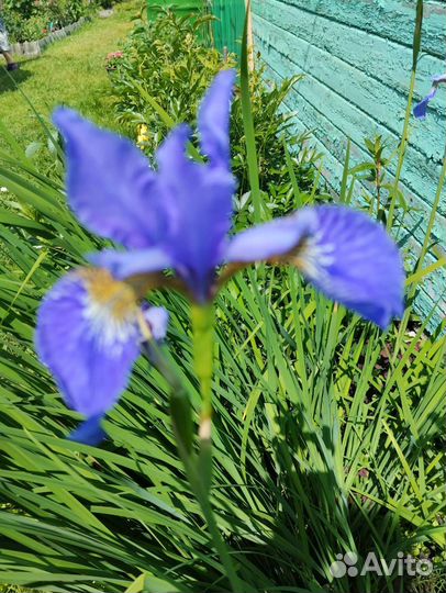 Ирис сибирский
