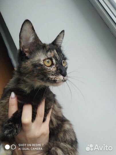 Кошки котята кошечки с доставкой