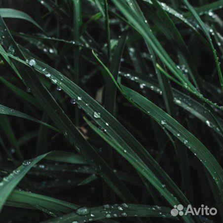 Bybozo habibi франция 75 мл