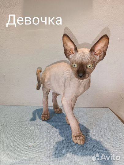 Котята канадский сфинкс