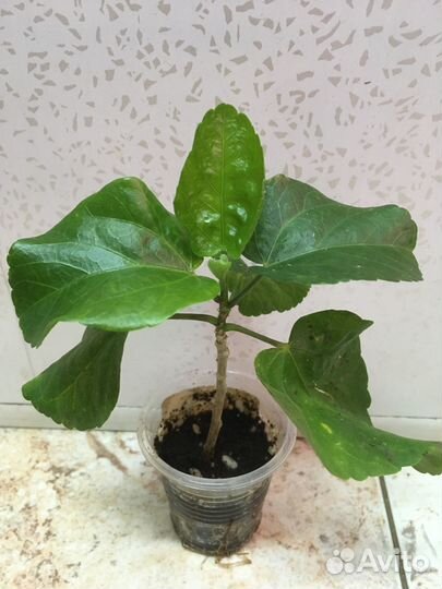 Сортовые гибискусы