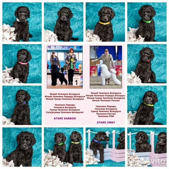 Кобели королевского пуделя