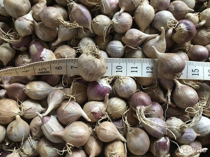 Чеснок и Однозубка Любаша и Богатырь Подмосковье