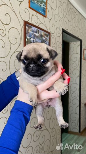 Щенки мопса