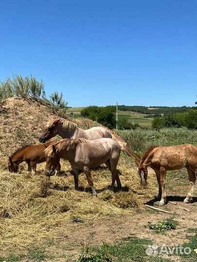Продаются лошади