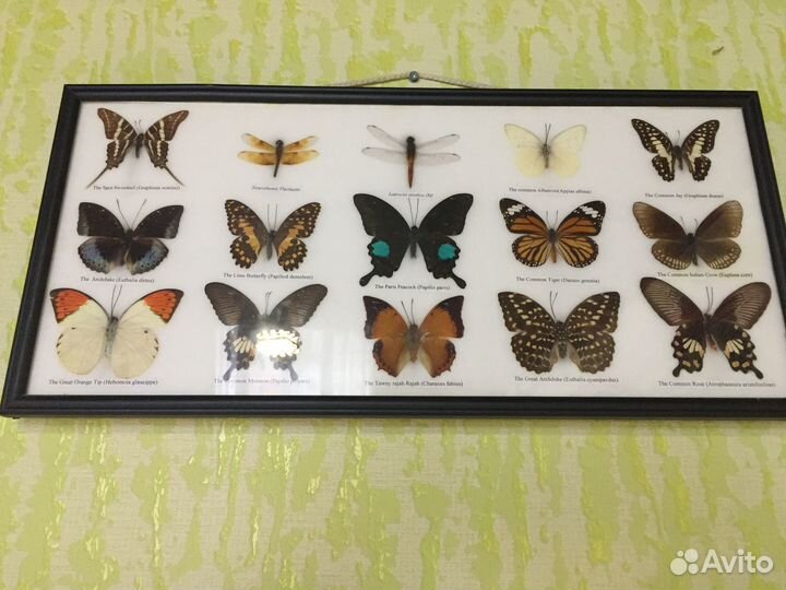 Коллекция бабочек в рамке