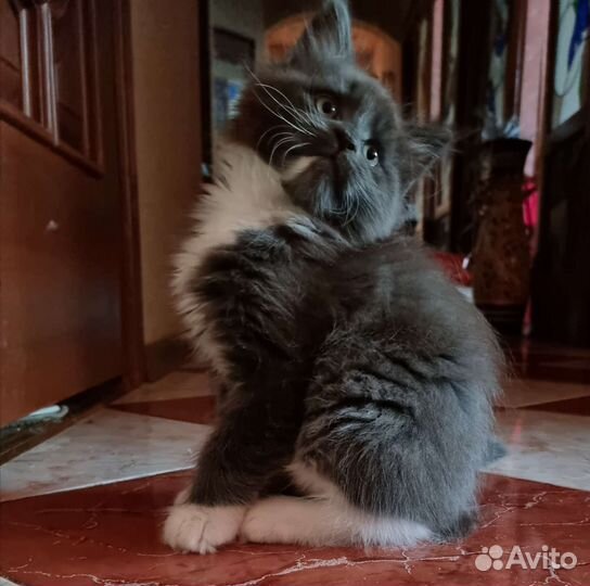 Котята Мейн-кун