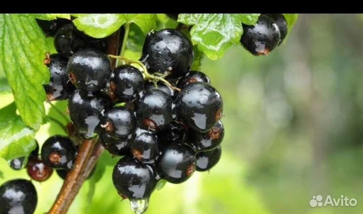 Черная смородина