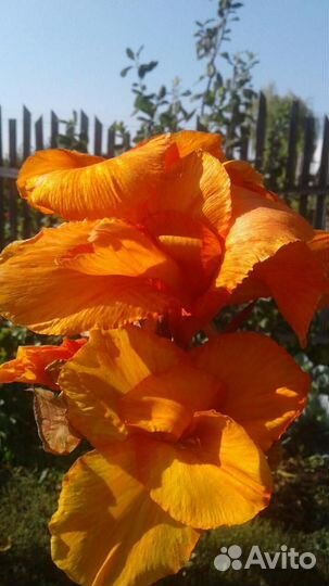 Клубни канн