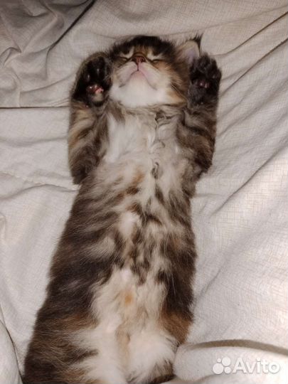 Кошки мейн-кун