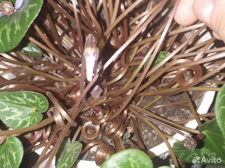 Цикламен (бабушкин) европейский,альпийская фиалка