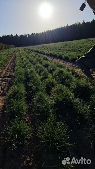 Ель Европейская окс Picea abies