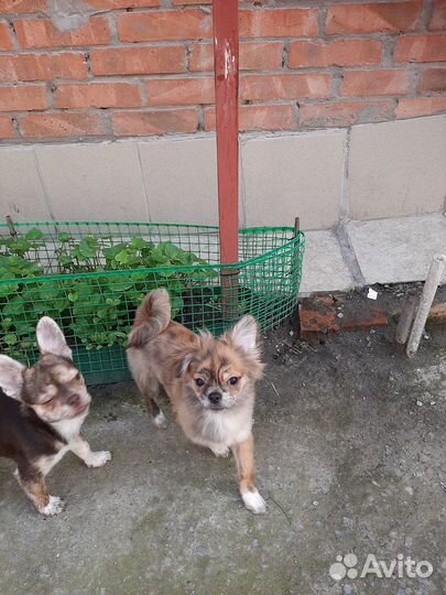 Щенки чихуахуа