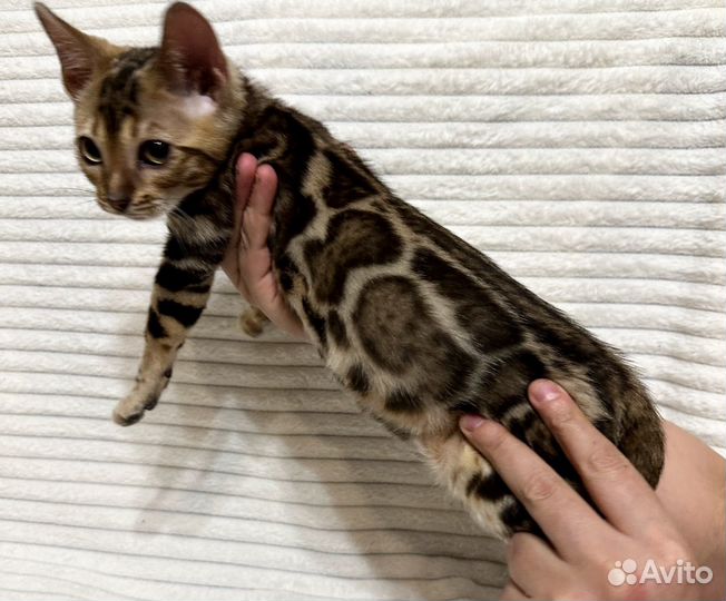Бенгальская кошка