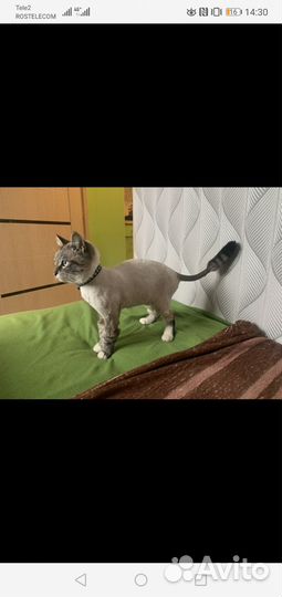 Груминг крупных пород собак и кошек