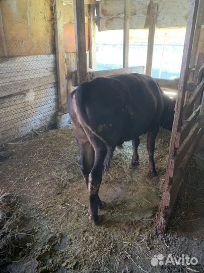 Продаю теленка