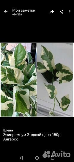 Комнатные растения