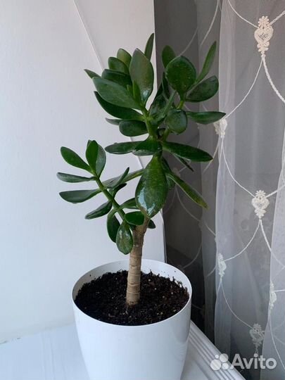 Толстянка, Крассула