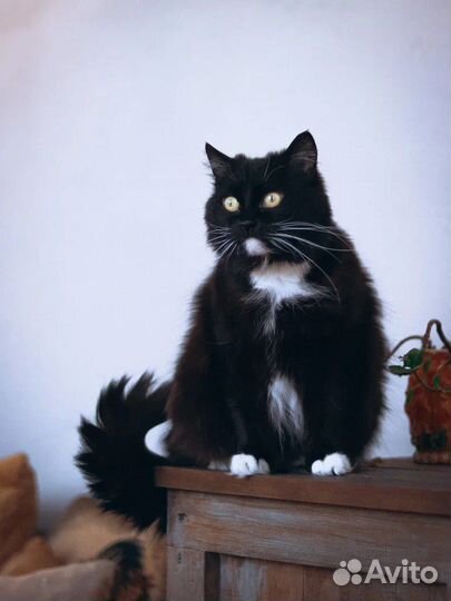 Кошка пушистая