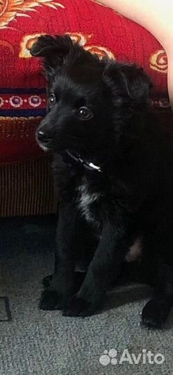 Собачка (мальчик )