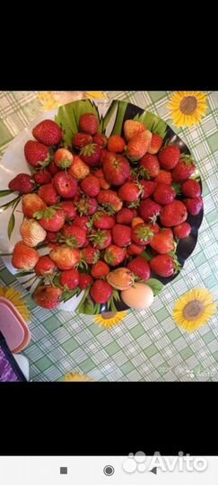 Саженцы и корни клубники