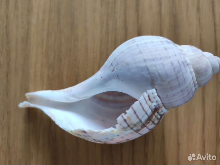 Морские ракушки
