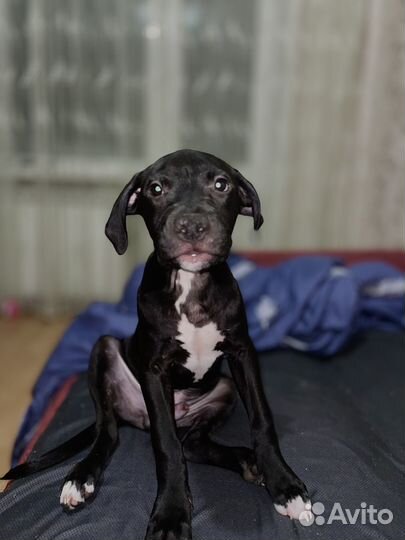 Щенок питбультерьер