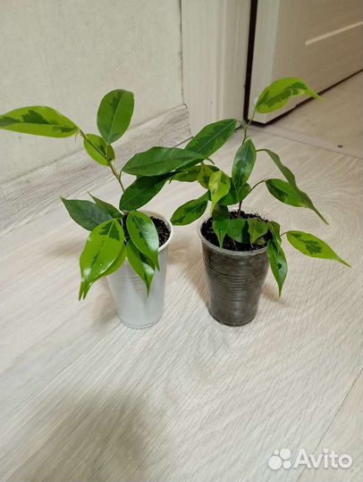 Фикус бенджамина