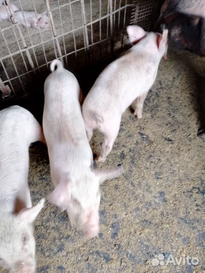 Поросята