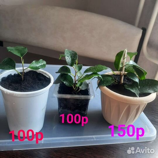 Фикус бенджамина