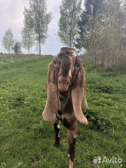 Козы нубийские