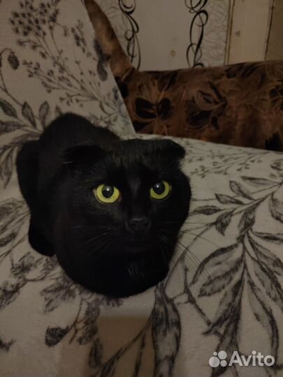Вислоухие коты