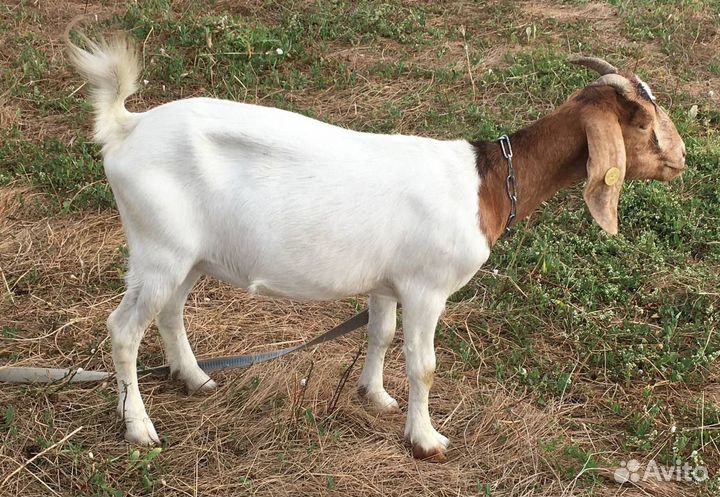 Козочка бурско- камерунская