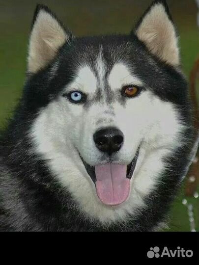 Сибирский хаски вязка