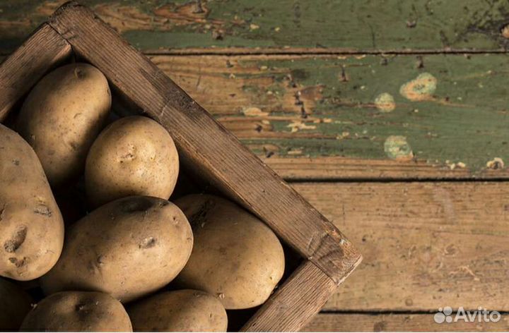 Картошка продажа