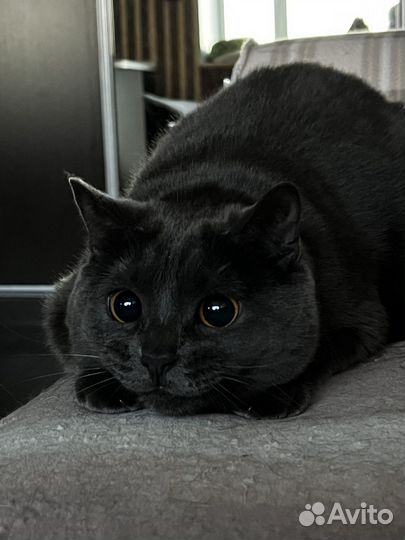 Британская