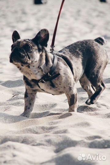 Голубые и мерле щенки французского бульдога