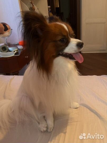 Пaпийон вязка