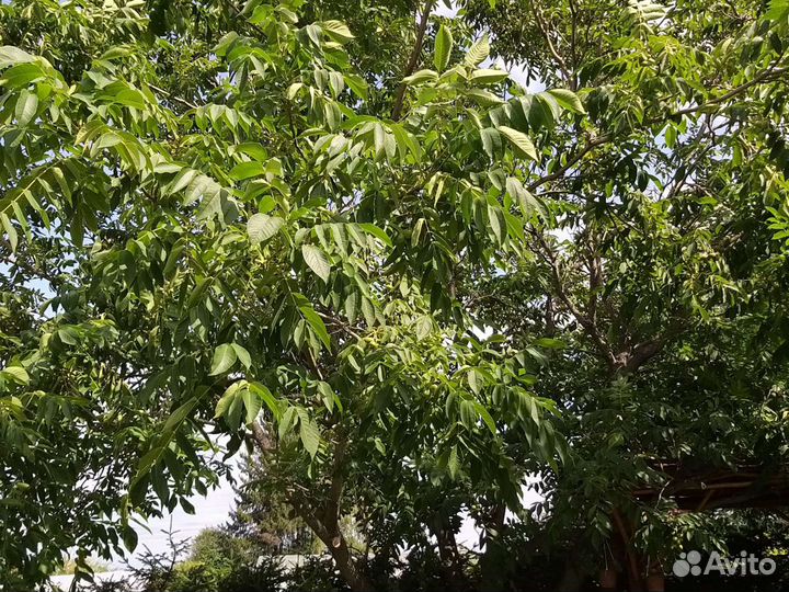 Чищеный маньчжурский орех (семена)