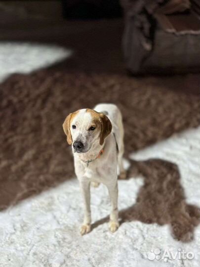 Добрейшая собака из приюта ищет семью