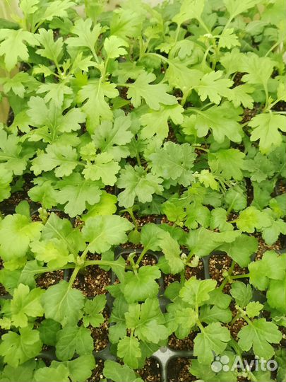 Хризантемы корейские и мультифлора