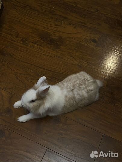Кролик для вязки