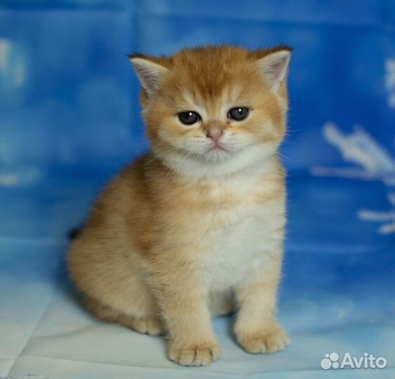 Британские Котята золотая шиншилла-Сима