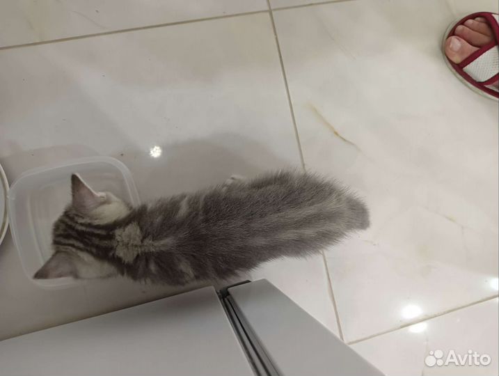 Британские котята