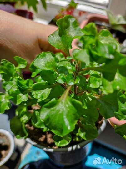 Альтернантера