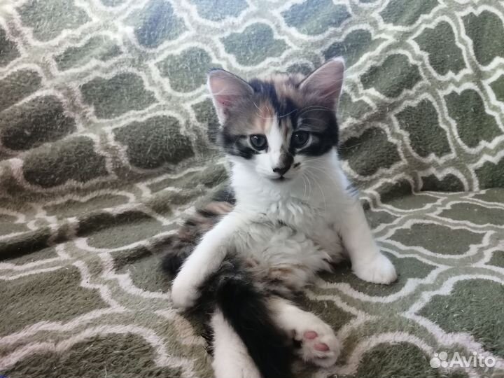 Кошка