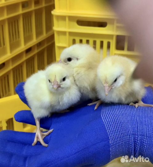 Бройлер Чехия Кобб-500 и Росс-308 в Белая Глина