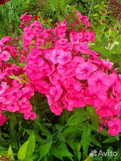 Флоксы,астильба,брунера