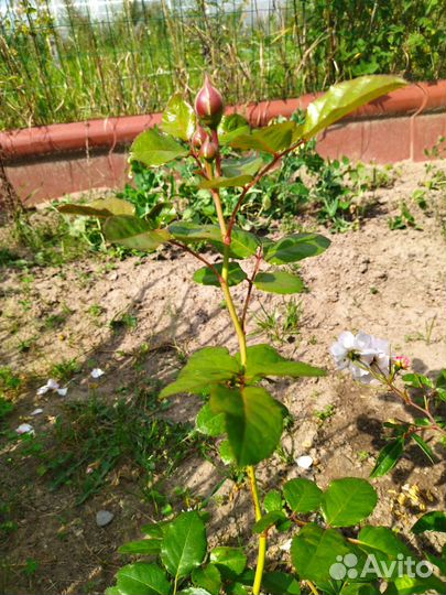 Роза грандифлора Раймонд Блан