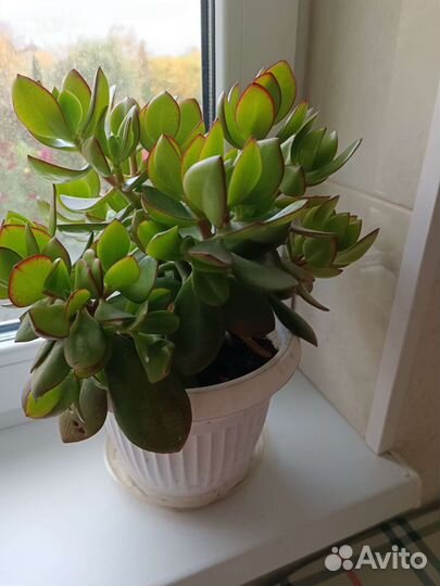 Толстянка (денежное дерево)